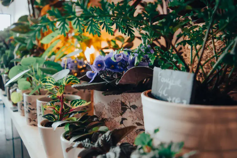 bouquets de fleurs